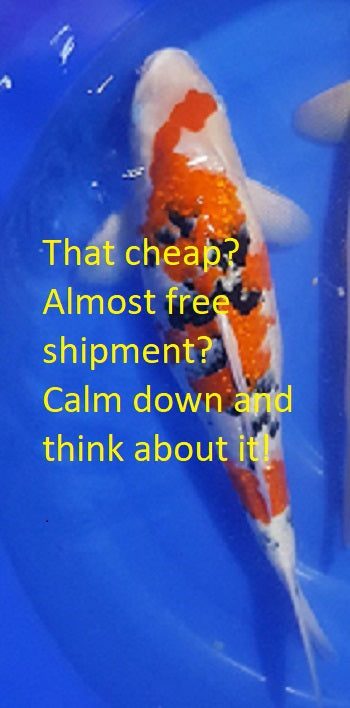 Too Good To Be True Price in The Koi World