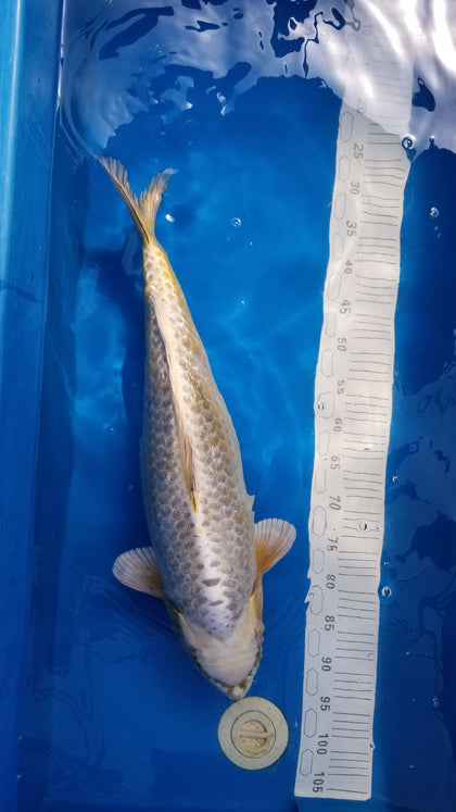 Featured Koi Collection