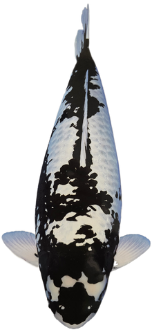 Matsukawabake