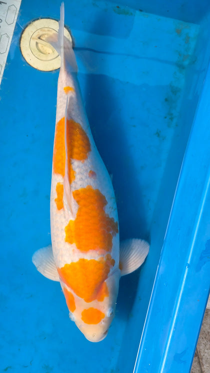 Koi Of The Week 2026
