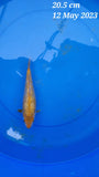 Golden Corn 175.2302 - SOLD