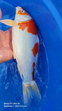 Kikusui 170.2203