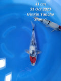 Ginrin Tancho Showa 115.2309Q