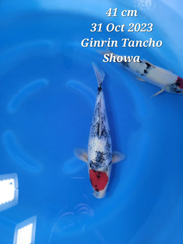 Ginrin Tancho Showa 115.2309