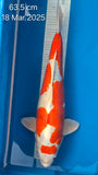 Heisei Nishiki 170.2205