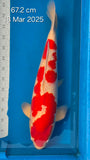Maruten Kohaku 101.2203