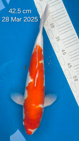 Maruten Kohaku 101.2204