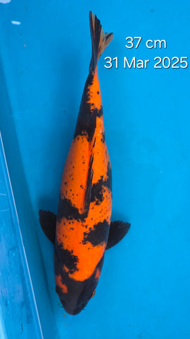 Hi Utsuri - 118.2305