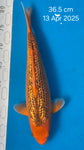 Golden Corn 191.2438Q - SOLD