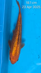 Ginrin Chagoi 189.2501Q - SOLD