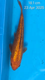 Ginrin Chagoi 189.2501Q - SOLD