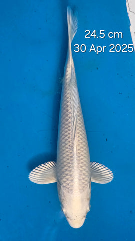 Platinum Ogon 140.2410S