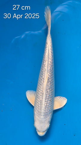Ginrin Platinum Ogon 192.2408S