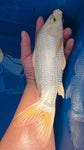 Ginrin Platinum Ogon 192.2408S