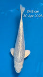 Ginrin Platinum Ogon 192.2406S
