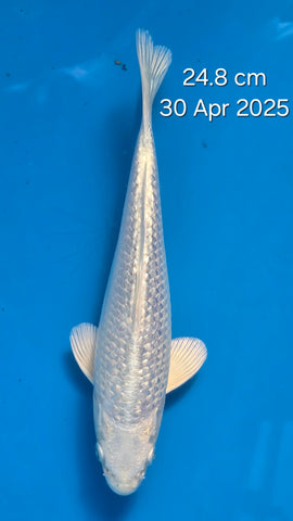 Ginrin Platinum Ogon 192.2406S