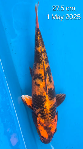 Kin Hi Utsuri 121.2417P