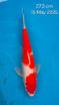 Kohaku 101.2323