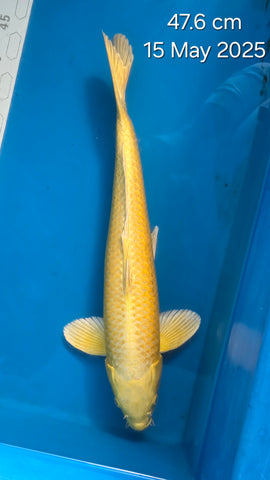 Yamabuki Ogon 141.2207