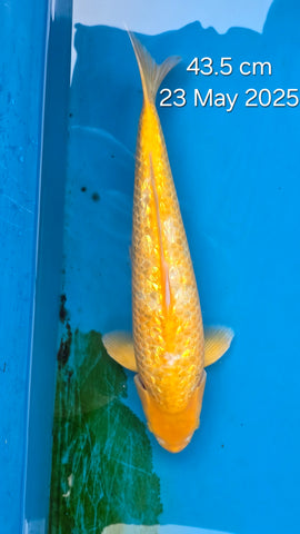 Golden Corn 191.2404Q