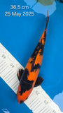 Hi Utsuri - 118.2308