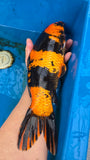 Hi Utsuri - 118.2308