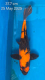 Hi Utsuri - 118.2329