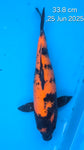 Hi Utsuri - 118.2304