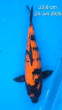 Hi Utsuri - 118.2304