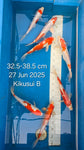 Kikusui_A, B, C Heisei Nishiki - Canada Day Special (ends on 6 July 2025)