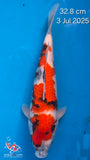 Showa 103.2506Q