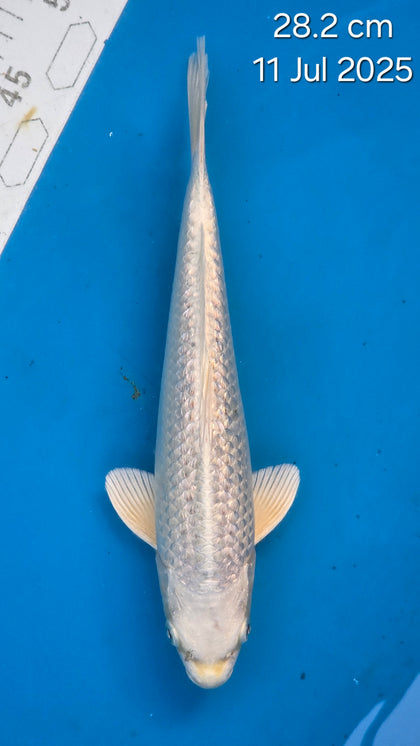Ginrin Platinum Ogon 192.2408S