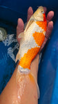 Kohaku 101.2323