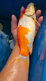 Kohaku 101.2323