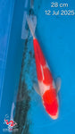 Kohaku 101.2323