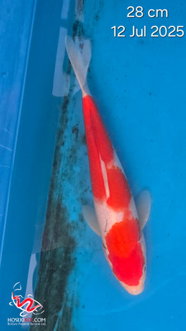 Kohaku 101.2323