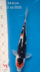 showa 103.2305