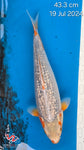 Golden Corn 191.2462P