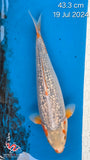 Golden Corn 191.2462P