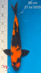 Hi Utsuri - 118.2329
