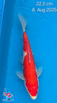 kohaku 101.2326