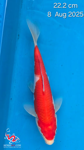 kohaku 101.2326
