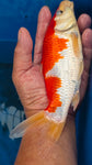 kohaku 101.2326
