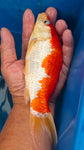kohaku 101.2326