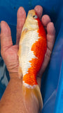 kohaku 101.2326