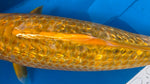 Golden Corn 191.2463P
