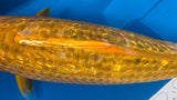 Golden Corn 191.2463P
