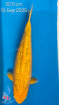 Golden Corn 191.2463P