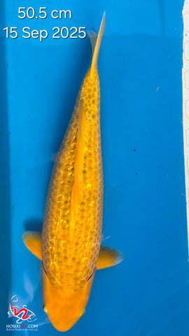 Golden Corn 191.2463P