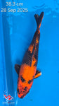 Kin Hi Utsuri 121.2403P